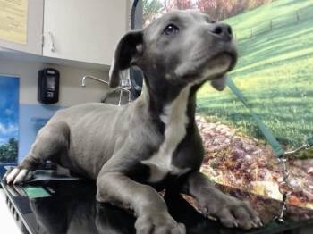 Pit Bull Terrier Dogs Available for Adoption in Moreno Valley, California - SELINA | PetCurious