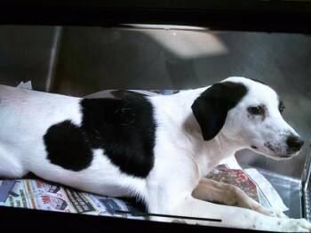 Foxhound and Mixed Breed Dogs Available for Adoption - PATTY | PetCurious