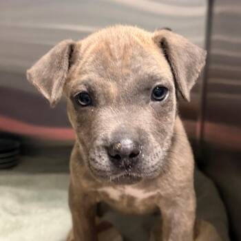 Buttercup -  Pit Bull Terrier Dog for Adoption in Palm Springs, California - Buttercup | PetCurious