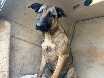 Belgian Shepherd Malinois and Mixed Breed Dogs Available for Adoption in Oklahoma City, Oklahoma - A473526 | PetCurious