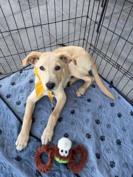 Reggie -  Labrador Retriever Dog for Adoption in Vancouver, Washington - Reggie | PetCurious