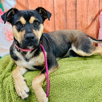 Pit Bull Terrier Dogs Available for Adoption in Lebanon, Missouri - Dexter | PetCurious