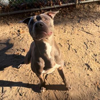 Bunks -  Mixed Breed Dog for Adoption in Brookhaven, New York - Bunks | PetCurious