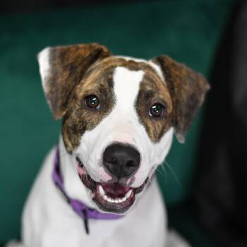 LuLu -  Mixed Breed Dog for Adoption in Defuniak Springs, Florida - LuLu | PetCurious