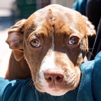 Gorilla Glue -  Pit Bull Terrier Dog for Adoption in Kennebunk, Maine - Gorilla Glue | PetCurious