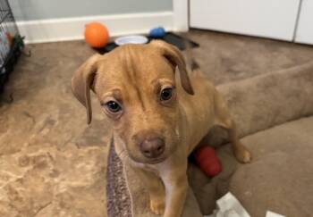 Labrador Retriever Dogs Available for Adoption - Lily | PetCurious