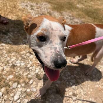 Lady -  Blue Lacy Dog for Adoption in San Antonio, Texas - Lady | PetCurious