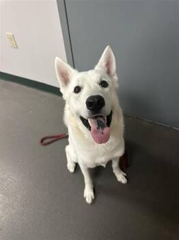 BAYMAX -  Husky Dog for Adoption in Corpus Christi, Texas - BAYMAX | PetCurious