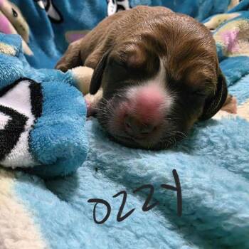 Coonhound Dogs Available for Adoption - Ozzy | PetCurious