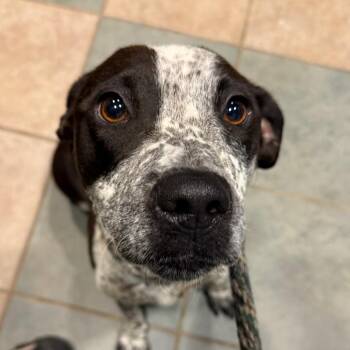 Mixed Breed Dogs Available for Adoption in Chattanooga, Tennessee - Daisy Mae | PetCurious