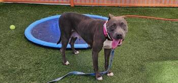 Rescue Pit Bull Terrier Dogs for Adoption in Las Vegas, Nevada - MODELO | PetCurious