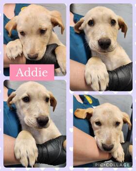 Hound and Labrador Retriever Dogs Available for Adoption in Ringwood, New Jersey - Addie | PetCurious