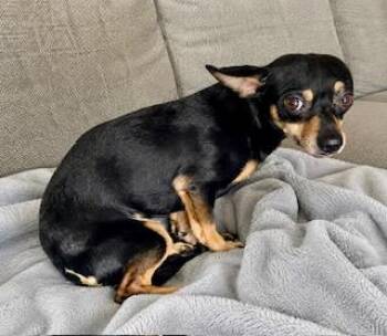 Polo -  Chihuahua Dog for Adoption in Tifton, Georgia - Polo | PetCurious