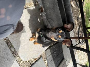 Dachshund Dogs Available for Adoption in Pleasant Valley, New York - Ringo  | PetCurious