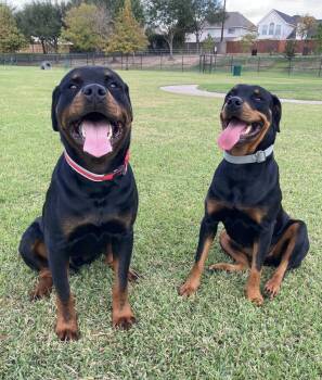 Rescue Rottweiler Dogs for Adoption in Polk, Ohio - Stone | PetCurious