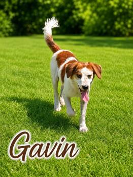 Gavin -  Labrador Retriever Dog for Adoption in Momence, Illinois - Gavin | PetCurious