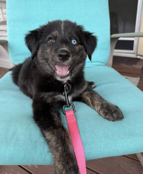 Sapphire -  Husky Dog for Adoption in Plainfield, Illinois - Sapphire | PetCurious