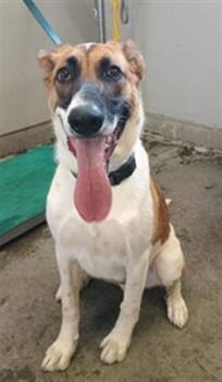 Rescue German Shepherd Dog and Border Collie Dogs for Adoption in Camarillo, California - CANE | PetCurious