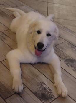 Rescue Great Pyrenees Dogs for Adoption in Kiowa, Oklahoma - Falkor | PetCurious