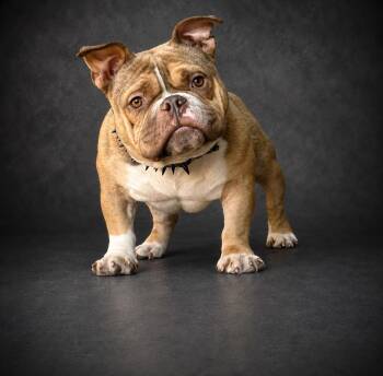 Cornelius -  Bulldog Dog for Adoption in Clayton, California - Cornelius | PetCurious
