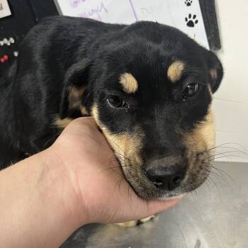 Hound and Mixed Breed Dogs Available for Adoption in Birmingham, Alabama - Chatty Cathy | PetCurious
