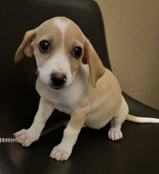 Samara -  Beagle and Mixed Breed Dog for Adoption in Minneapolis, Minnesota - Samara | PetCurious
