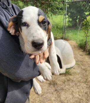 Dottie -  Bluetick Coonhound and Border Collie Dog for Adoption in Jefferson, Texas - Dottie | PetCurious