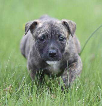 Chihuahua and Terrier Dogs Available for Adoption in Mechanicsburg, Pennsylvania - Bianca | PetCurious