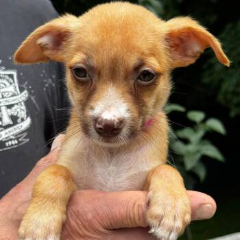 NY Cindy Lou avail Jul 3 (Rev250 Patterson NY) -  Chihuahua and Mixed Breed Dog for Adoption in Eastford, Connecticut - NY Cindy Lou Avail Jul 3 (Rev250 Patterson NY) | PetCurious