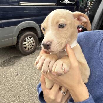 Mixed Breed Dogs Available for Adoption - Po | PetCurious