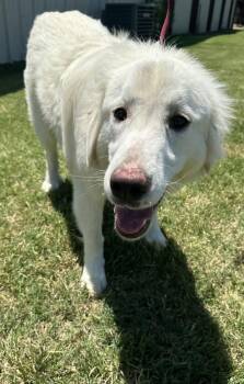Tara -  Great Pyrenees Dog Available for Adoption in Mingus, Texas - Tara | PetCurious