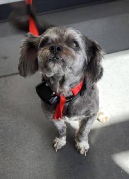Pen 213 Graham -  Shih Tzu Dog for Adoption in Lawrenceville, Georgia - Pen 213 Graham | PetCurious