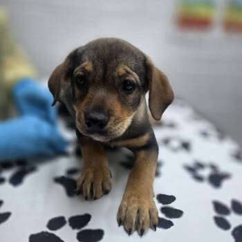 Wirehaired Terrier and Mixed Breed Dogs Available for Adoption in Incline Village, Nevada - Theta | PetCurious