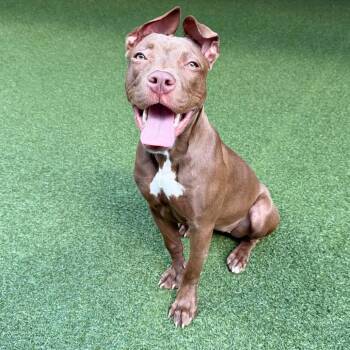Brownie -  Mixed Breed Dog for Adoption in Jupiter, Florida - Brownie | PetCurious
