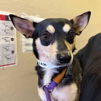 Spam -  Chihuahua and Mixed Breed Dog for Adoption in Birmingham, Alabama - Spam | PetCurious