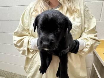 PHOEBE BUUFAY -  Black Mouth Cur and Mixed Breed Dog for Adoption in Colorado Springs, Colorado - PHOEBE BUUFAY | PetCurious