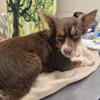 SCFL-Stray-67059 -  Mixed Breed Dog for Adoption in Lake Panasoffkee, Florida - SCFL-Stray-67059 | PetCurious