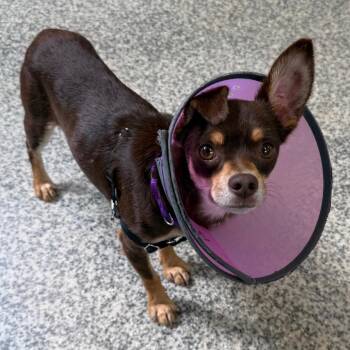 Brownie Point -  Chihuahua and Mixed Breed Dog for Adoption in Falls Church, Virginia - Brownie Point | PetCurious