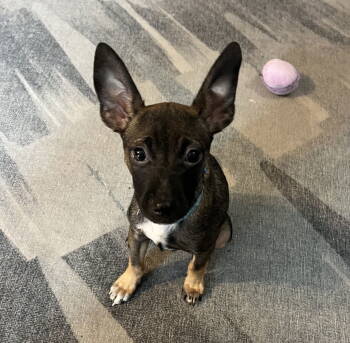 Rescue Chihuahua Dogs for Adoption in Brooklyn Center, Minnesota - Ray | PetCurious