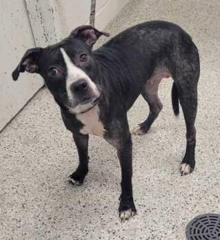 Flora -  Pit Bull Terrier and Mixed Breed Dog for Adoption in Kansas City, Missouri - Flora | PetCurious