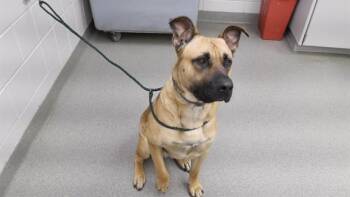 Black Mouth Cur and Mixed Breed Dogs Available for Adoption in Omaha, Nebraska - COLSON | PetCurious