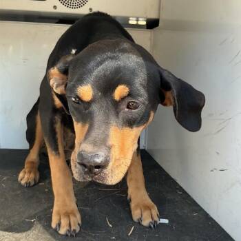 PBA-Stray-11722 -  Coonhound Dog for Adoption in Pine Bluff, Arkansas - PBA-Stray-11722 | PetCurious
