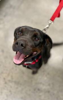 Rescue Labrador Retriever and Rottweiler Dogs for Adoption in Macon, Georgia - Olive | PetCurious