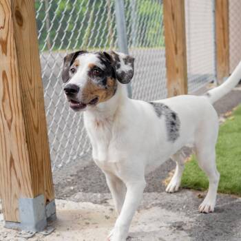 Hound and Australian Shepherd Dogs Available for Adoption in Columbia, Maryland - Poochy CS | PetCurious