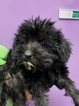 61148197 -  Terrier and Mixed Breed Dog for Adoption in El Paso, Texas - 61148197 | PetCurious