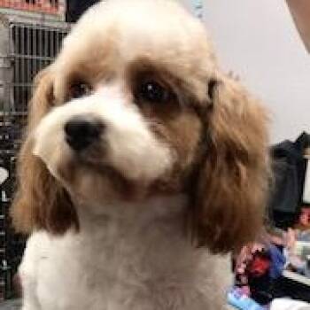 Rescue Cavapoo Dogs for Adoption in Lincolnwood, Illinois - LAVERNE | PetCurious