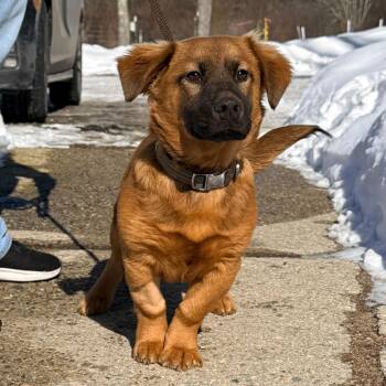 Shepherd and Basset Hound Dogs Available for Adoption - CT Woody | PetCurious