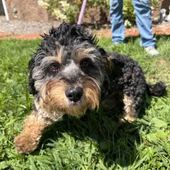 Norman -  Dachshund and Poodle Dog for Adoption in Latrobe, Pennsylvania - Norman | PetCurious