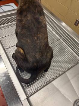 Mixed Breed Dogs Available for Adoption - Izod | PetCurious