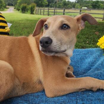 Kya -  Mixed Breed Dog for Adoption in Englewood, Florida - Kya | PetCurious
